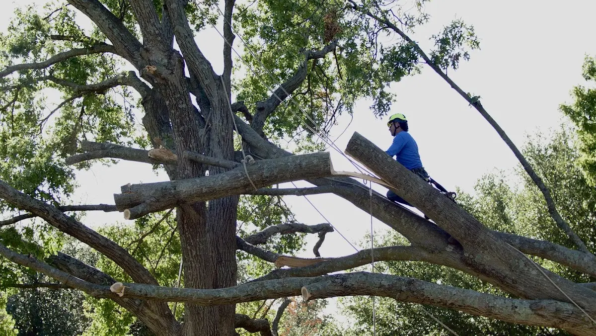 Professional Crown Thinning performed by certified arborists in Gile